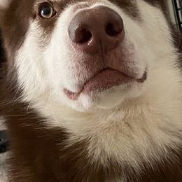 Siberian Huskies from Royal Husky’s