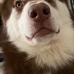 Siberian Huskies from Royal Husky’s