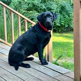 Winnie - Labrador Retriever