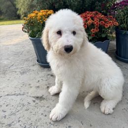 Laura - Fawn and white female Sheepadoodle puppy in Watford City, North Dakota from Smith Acres Doodles