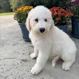 Laura - Fawn and white female Sheepadoodle puppy in Watford City, North Dakota from Smith Acres Doodles