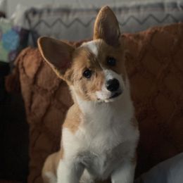 Rosie - Pembroke Welsh Corgi