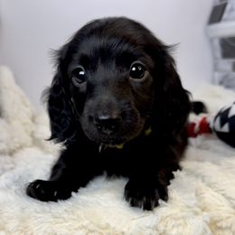Jet - Black male Dachshund puppy in Rio Linda, California from Destiny's Mini Doxies
