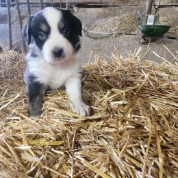 Girl 5 - Black tri-color female Australian Shepherd puppy in Jersey Shore, Pennsylvania from Lone Tree Aussies