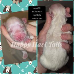 5th born- no name yet - Cream male Havanese puppy in Kansas City, Missouri from Happy Havi Tails