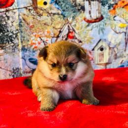 Harper 1550 - Tri-colored female Pomeranian puppy in Douglas, Georgia from Heartland small breeds