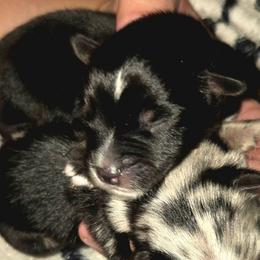 Mr Jasper - Black tri male Toy Australian Shepherd puppy in Dolan Springs, Arizona from High Desert Companions