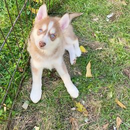 Boy1 - Chocolate male Pomsky puppy in Bolton, Connecticut from Elle Pomsky