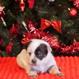 Cupid - Blue mottled female Australian Cattle Dog puppy in Buffalo Valley, Tennessee from Buffalo Valley Breeders