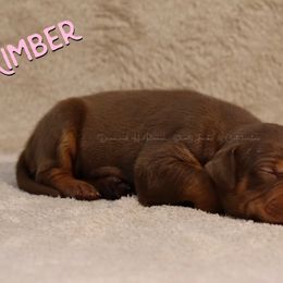 Kimber - Chocolate Catahoula Leopard Dog puppy in Trout, Louisiana from Diamond H Ranch