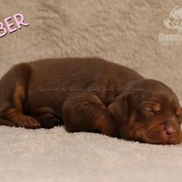 Kimber - Chocolate Catahoula Leopard Dog puppy in Trout, Louisiana from Diamond H Ranch