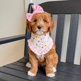 Opal - Red  female Goldendoodle puppy in Bell Buckle, Tennessee from Precious Puptown Doodles