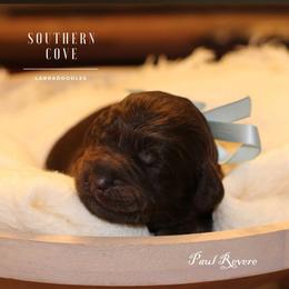 Paul Revere - Chocolate male Australian Labradoodle puppy in Winter Haven, Florida from Southern Cove Labradoodles