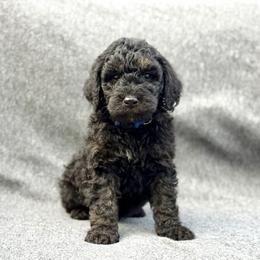 Buck - Phantom male Goldendoodle puppy in Rainier, Oregon from Beaver Springs Puppies