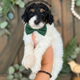 Blue collar - Black and white male Sheepadoodle puppy in Hudson, Florida from Tampa Sheepadoodles