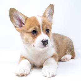 Flicka (Green Collar) - Health Tested Parents - Red female Pembroke Welsh Corgi puppy in Los Angeles, California from Limitless Huskies