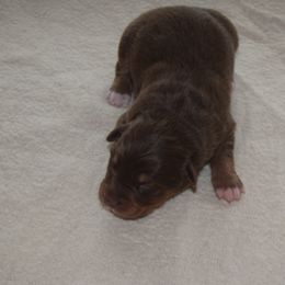 Girl 1 - Red tri-color female Australian Shepherd puppy in Russell Springs, Kentucky from Maggie Withers' Australian Shepherds