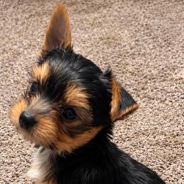 Snoopy - Blue and gold male Yorkshire Terrier puppy in Hot Springs, Arkansas from Weslynn Kennels