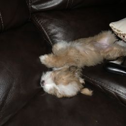 Bernedoodle Puppies from Mini Bernedoodle Babies- Indiana