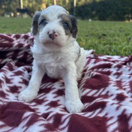 Fraser Fir - Merle male Cavapoo puppy in Austin, Texas from Doodles of Central Texas