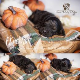 Mischief - Black phantom male Aussiedoodle puppy in Roebuck, South Carolina from Dani's Dandy Doodles