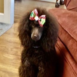 Penny - Poodle