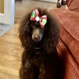 Penny - Poodle
