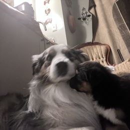 Australian Shepherd Puppies from Hartzland Farm