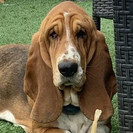 Raven - Basset Hound