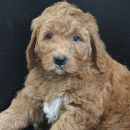 Tucker - Red male Bernedoodle puppy in Westminster, South Carolina from Goldendoodlepuppiessc