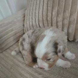 Juniper - Red merle female Miniature Australian Shepherd puppy in Hedgesville, West Virginia from Wishing Tree Minis