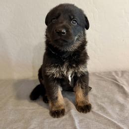 Purple - Bi-color female German Shepherd puppy in Buckeue, Arizona from Légende Vivante Du Chief Kennel