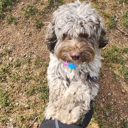 Zoey - Brown white and tan female Cockapoo puppy in Mocksville, North Carolina from Hunting Creek Farm & Kennel
