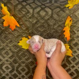 Twist and Shout - Cream male Poodle puppy in Hemet, California from Vallevistadoodles