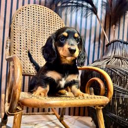 Wednesday - Black and tan female Dachshund puppy in Tucson, Arizona from Crowned Doxies