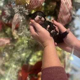 Yule - Black and white male Bernedoodle puppy in Alabama from Peach & Pawmetto Doodles