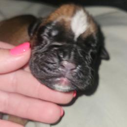 Soft Blue Collar - Feather Female - Fawn female Boxer puppy in Gloucester, Virginia from Keen Boxers