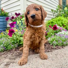 Della - Red female Irish Doodle puppy in Hammond, Wisconsin from Queen of the Hill Puppies