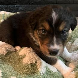Sven - Black tri-color male Australian Shepherd puppy in Hemet, California from Perfect Companion Aussie's