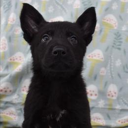 Black Boy - Black male German Shepherd puppy in Grants Pass, Oregon from Granville German Shepherds