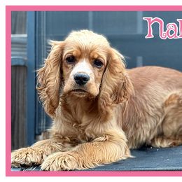 Nala - Cocker Spaniel