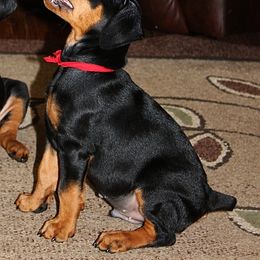 German Pinscher Puppies from Immer Treu German Pinschers