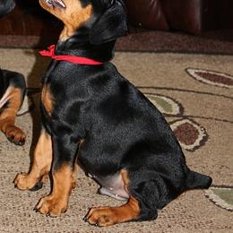 German Pinscher Puppies from Immer Treu German Pinschers