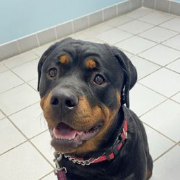 Scarlet - Rottweiler