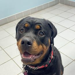 Scarlet - Rottweiler
