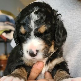 Bernedoodle Puppies from Sanchez Bernedoodle Puppies