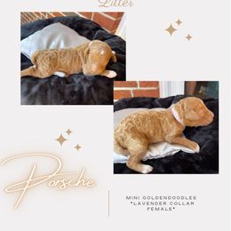 Girl 2 - Goldendoodle puppy in Nashville, Tennessee from Exclusive Doodles & Poodles