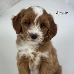 Jessie - Red  female Goldendoodle puppy in Milford, Indiana from Railway Acres Kennel