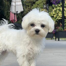 Pebbles - Maltese