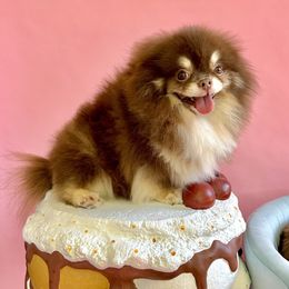 Walter - Pomeranian